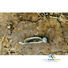 Archeologie`s onderzoek Herwen 1996 Geitenwaard F00000627